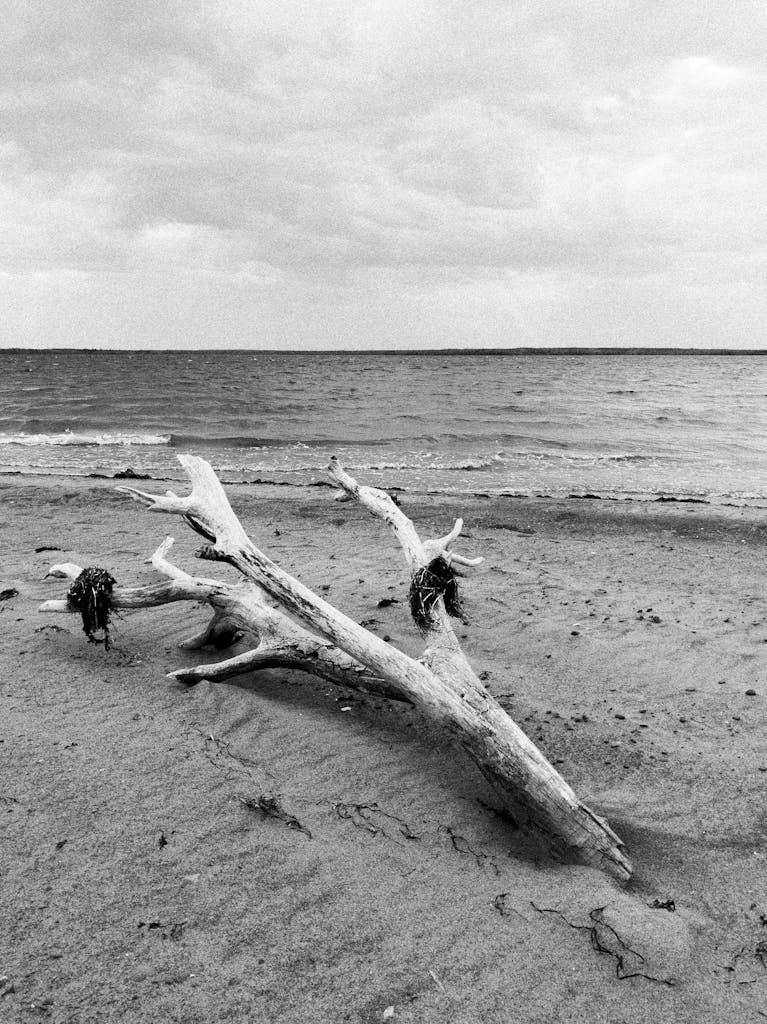 Driftwood at Sandy Beach