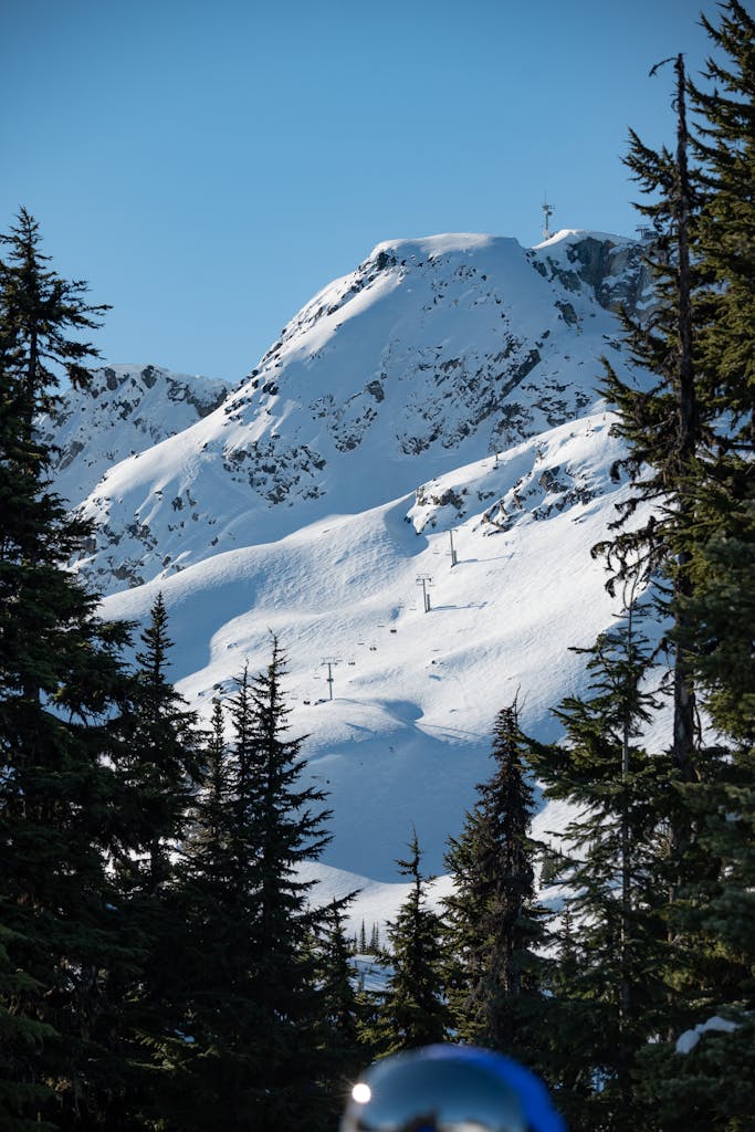 Green Pine Trees near Snow-Covered Mountains